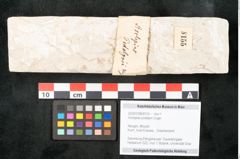 Foto (Objekt + Etikett) von Asclepias podalyrii Unger (NHMW-GEO-2024-0188-8155)